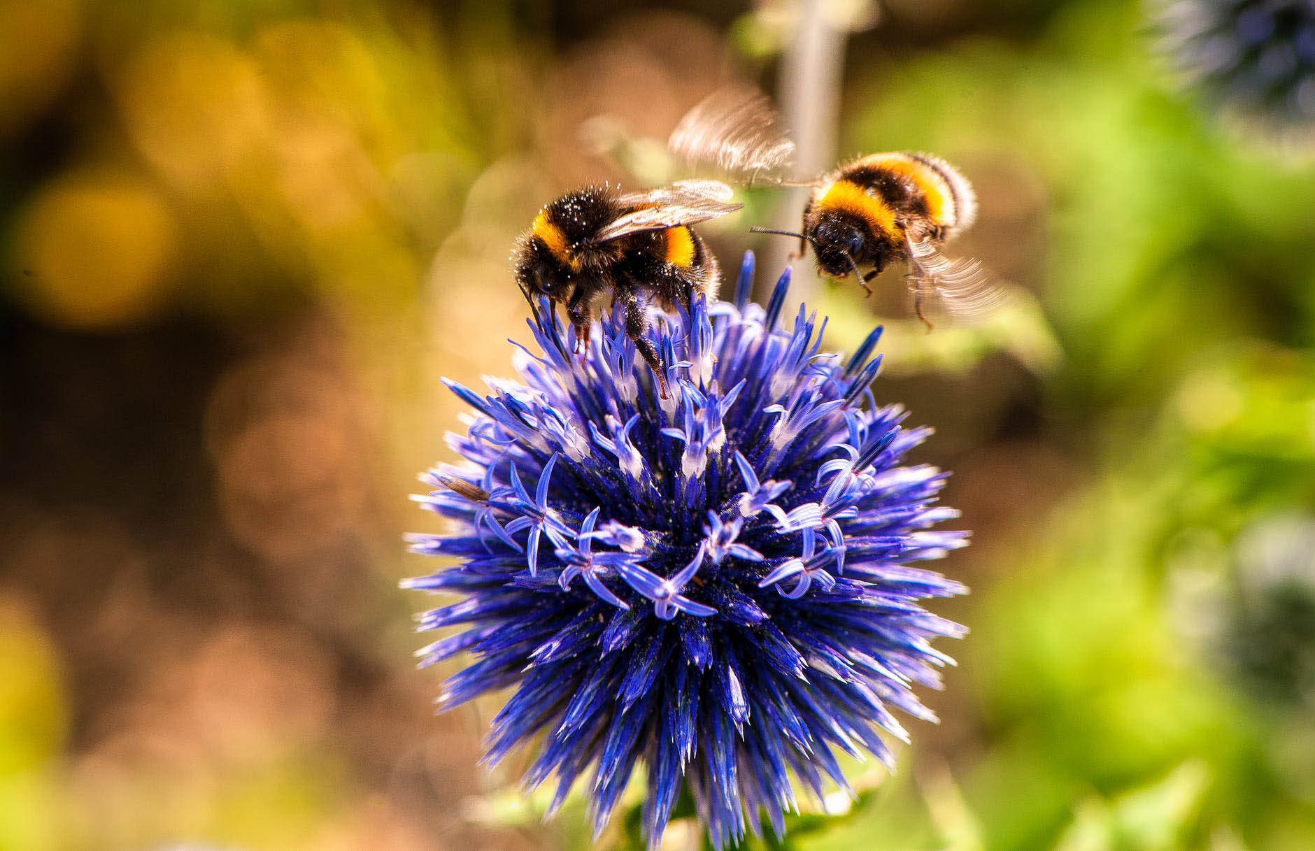 photo of bees on a flower