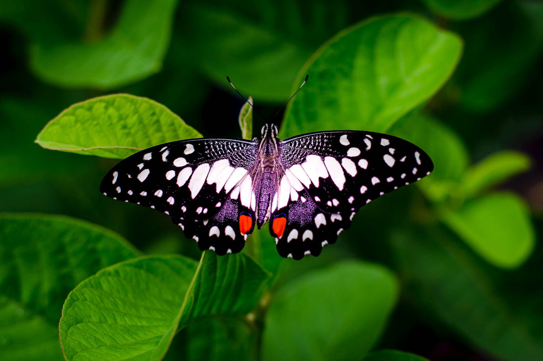 photo of a butterfly