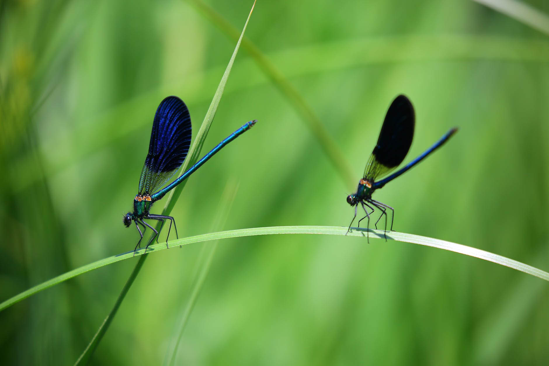 photo of a damsel fly