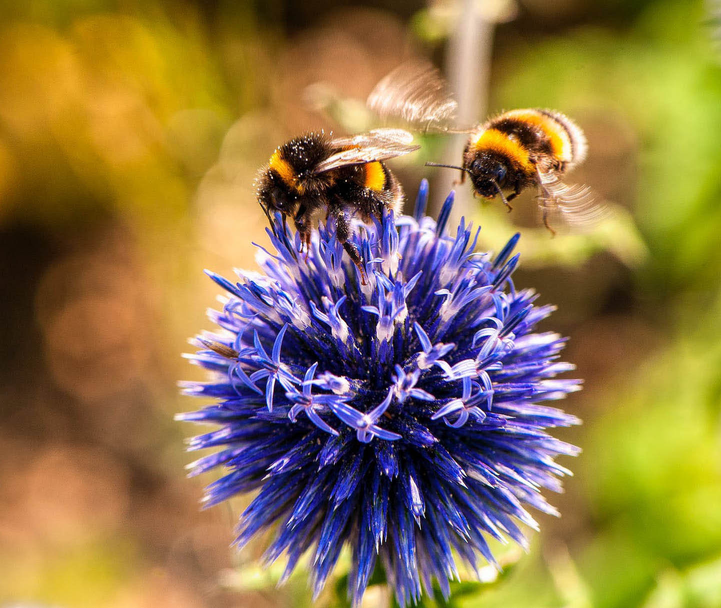 photo of bees on a flower