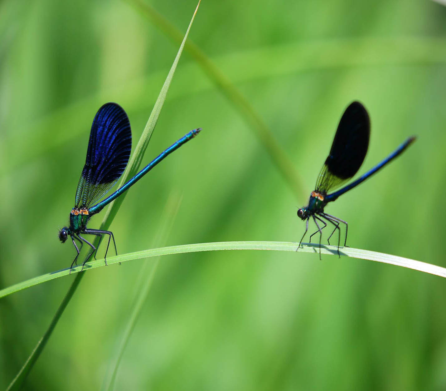 photo of a damsel fly