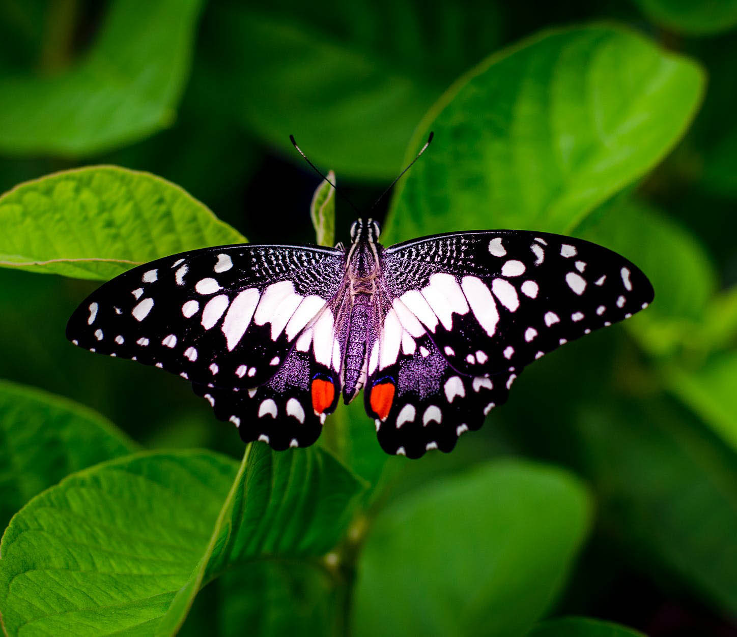 photo of a butterfly